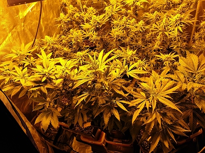 Growreport Bild 2