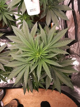 Growreport Bild 8
