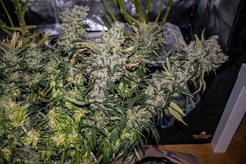 Growreport Bild 30