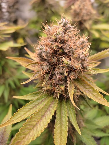 Growreport Bild 6