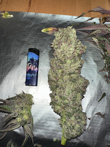 Growreport Bild 8