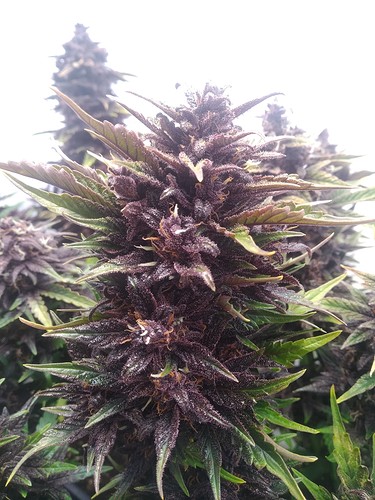 Growreport Bild 4