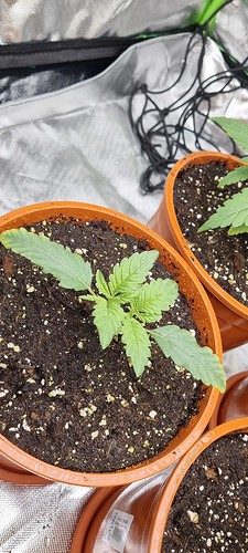 Growreport Bild 7