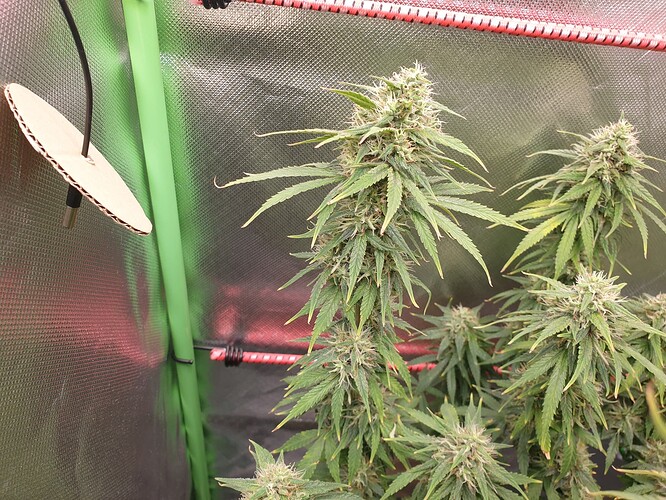 Growreport Bild 3