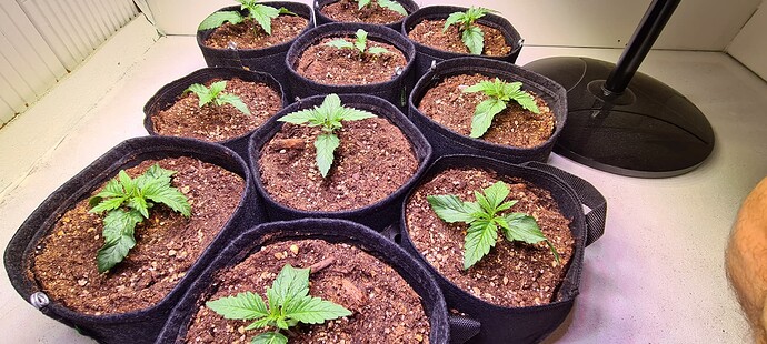 Growreport Bild 3
