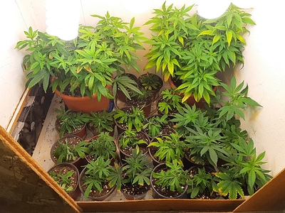 Growreport Bild 7