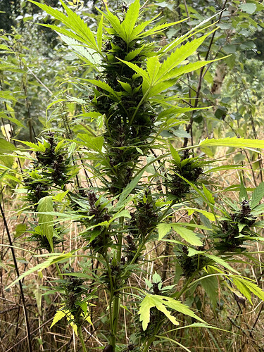 Growreport Bild 17