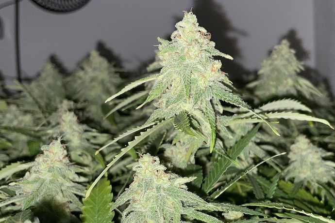Growreport Bild 14