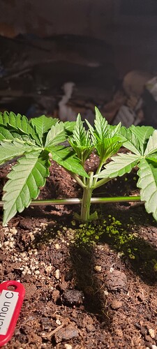 Growreport Bild 26