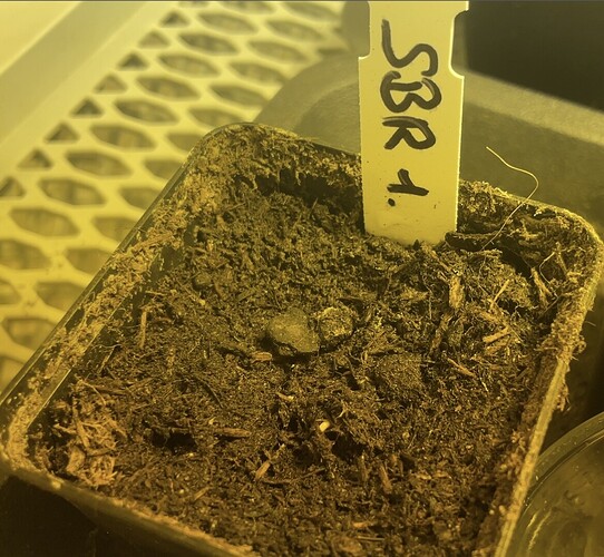 Growreport Bild 11