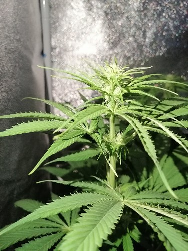 Growreport Bild 5