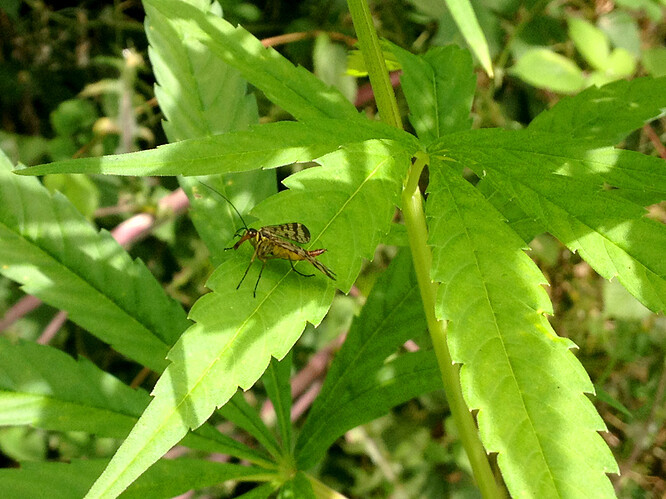 066_N1insekt