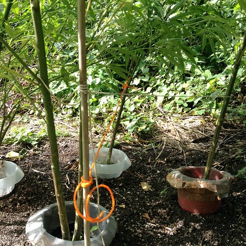 Growreport Bild 27