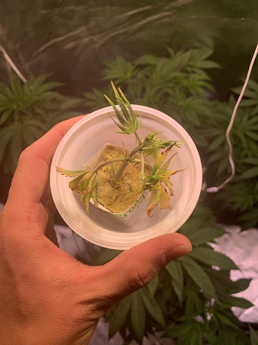 Growreport Bild 6