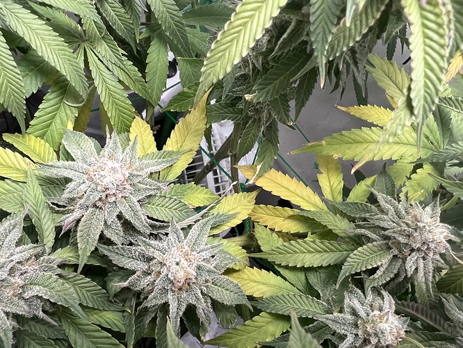 Growreport Bild 2