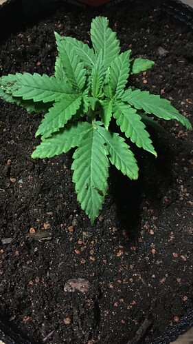 Growreport Bild 19