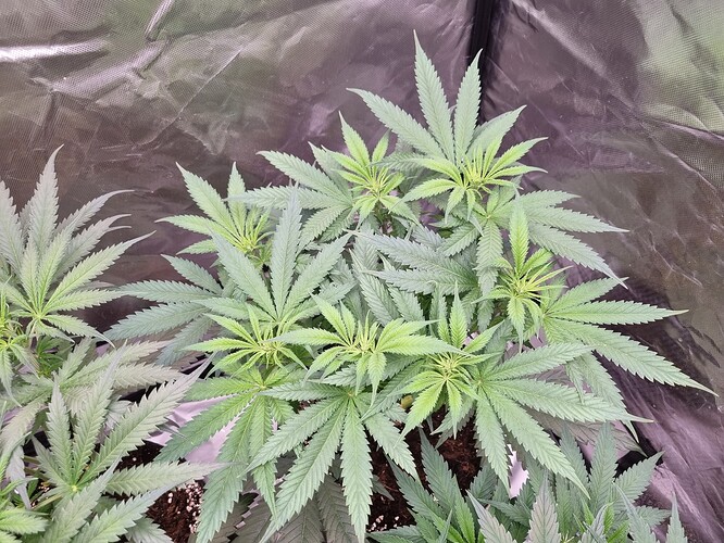 Growreport Bild 3