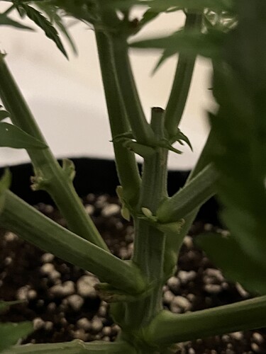 Growreport Bild 13