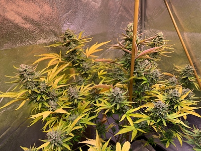 Growreport Bild 3