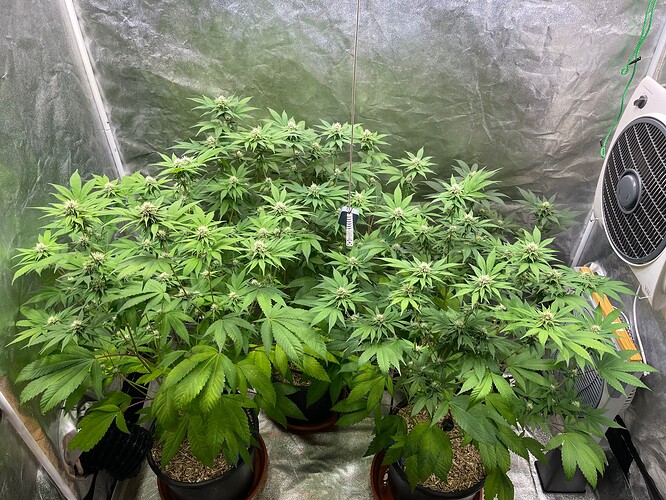 Growreport Bild 5
