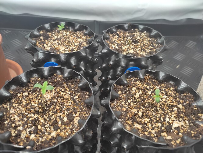 Growreport Bild 7
