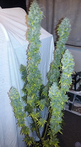 Growreport Bild 4