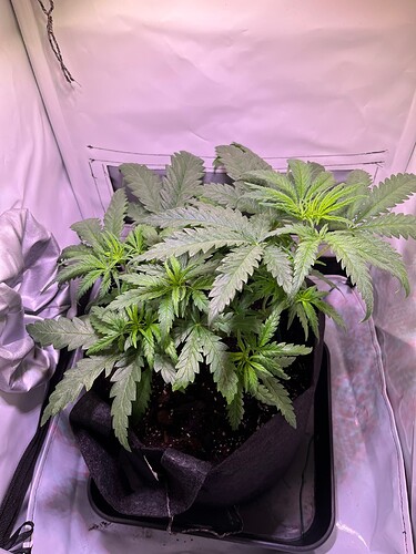 Growreport Bild 8