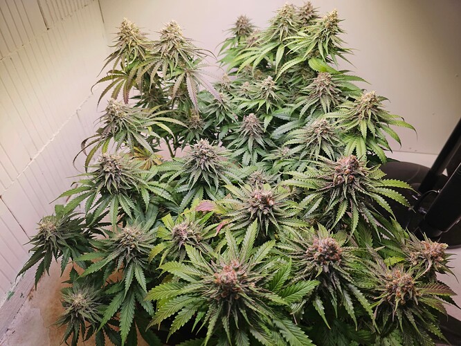 Growreport Bild 31