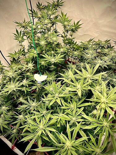 Growreport Bild 9