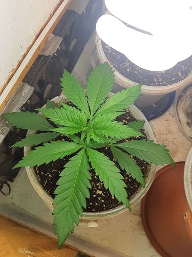 Growreport Bild 1