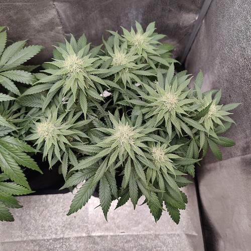 Growreport Bild 5