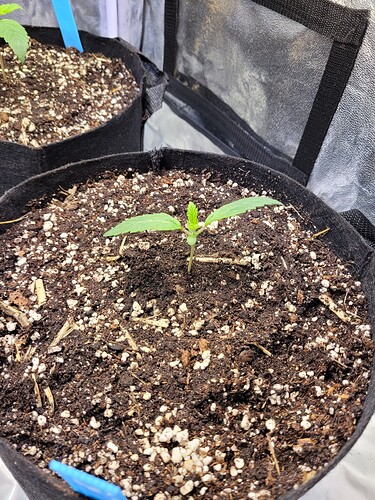 Growreport Bild 3