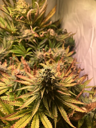 Growreport Bild 6
