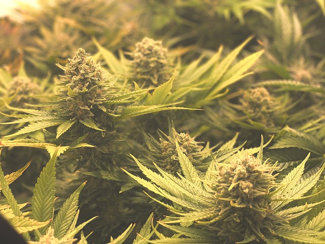 Growreport Bild 11