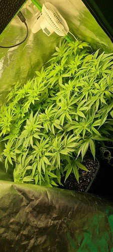 Growreport Bild 9