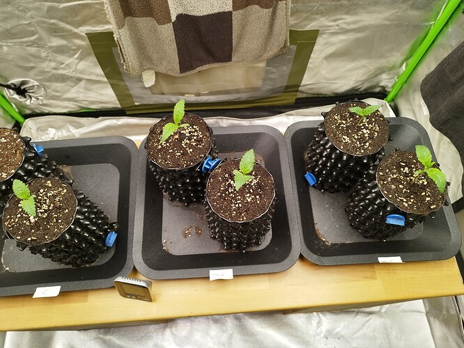 Growreport Bild 4
