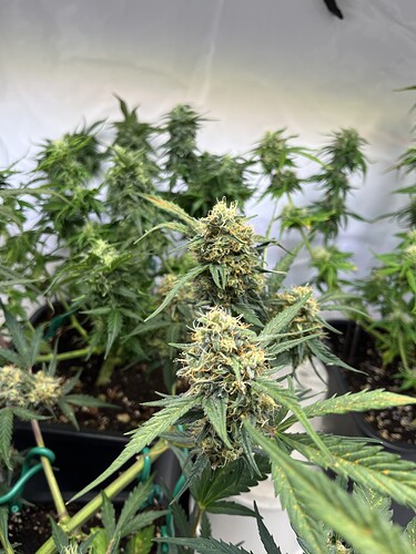 Growreport Bild 18