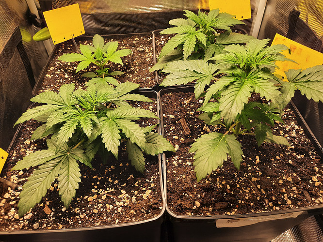 Growreport Bild 2