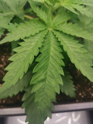 Growreport Bild 2