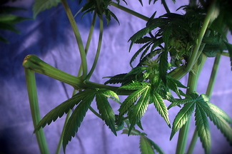 Growreport Bild 32