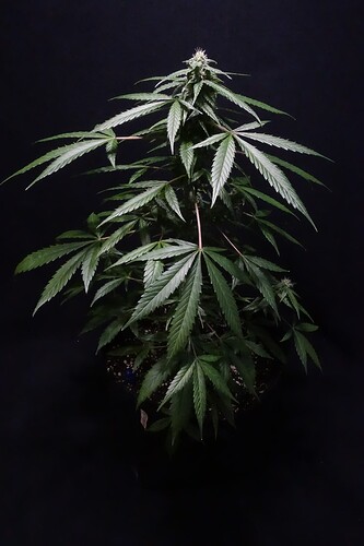 Growreport Bild 1