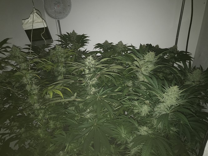 Growreport Bild 33