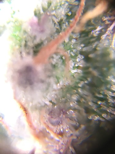 Growreport Bild 1