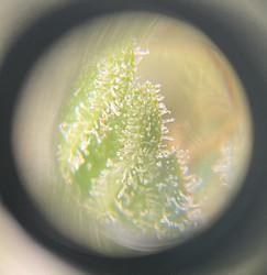 Growreport Bild 5