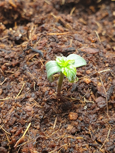 Growreport Bild 1