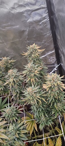 Growreport Bild 39