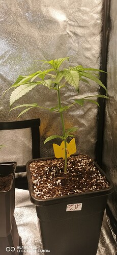 Growreport Bild 32