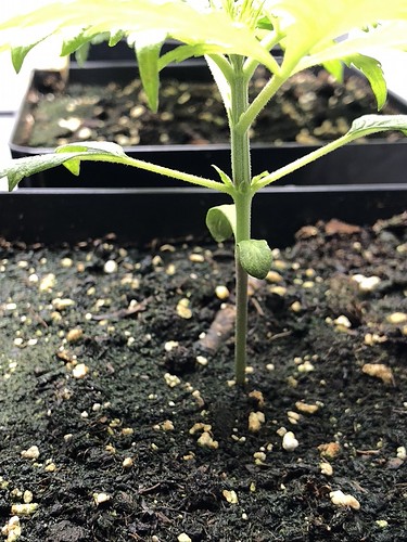 Growreport Bild 4