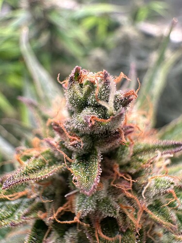 Growreport Bild 9