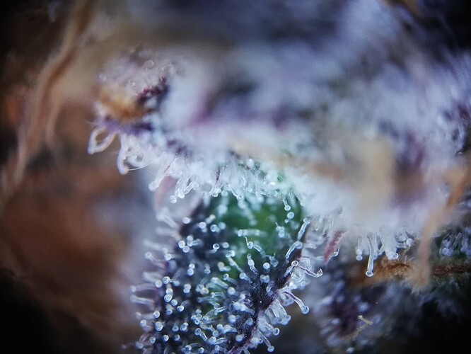 Mimosa_240111-6